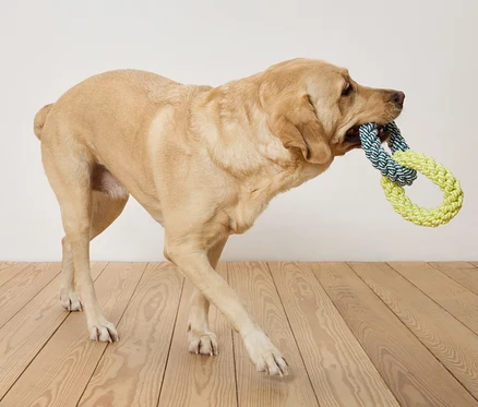 Ein beiger Labrador trägt ein blau-gelbes Seilspielzeug im Maul und geht auf einem Holzboden vor einer weißen Wand.
