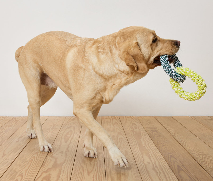 Ein beiger Labrador trägt ein blau-gelbes Seilspielzeug im Maul und geht auf einem Holzboden vor einer weißen Wand.