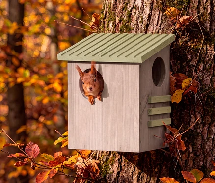 Ein rotes Eichhörnchen blickt aus einem hellen Holznistkasten mit grünem Dach, der an einem Baumstamm befestigt ist. Im Hintergrund ist ein Herbstwald mit orangefarbenen und gelben Blättern zu sehen.