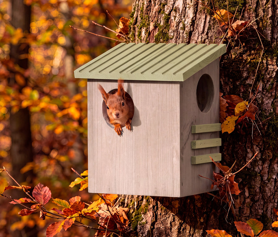 Ein rotes Eichhörnchen blickt aus einem hellen Holznistkasten mit grünem Dach, der an einem Baumstamm befestigt ist. Im Hintergrund ist ein Herbstwald mit orangefarbenen und gelben Blättern zu sehen.