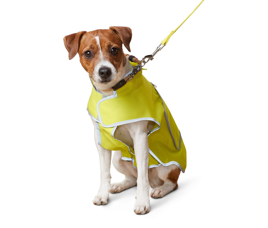 Sitzender Jack Russell Terrier trägt eine Hunde-Leuchtweste.