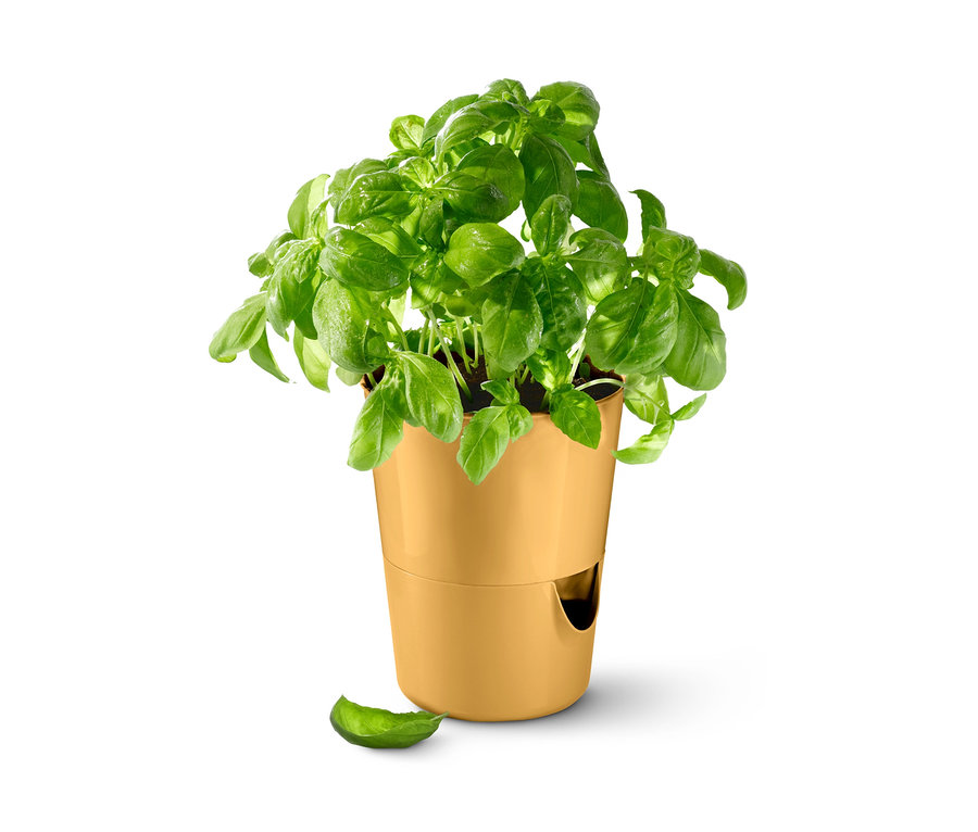 Basilikum in einem Kräutertopf mit Bewässerungssystem.