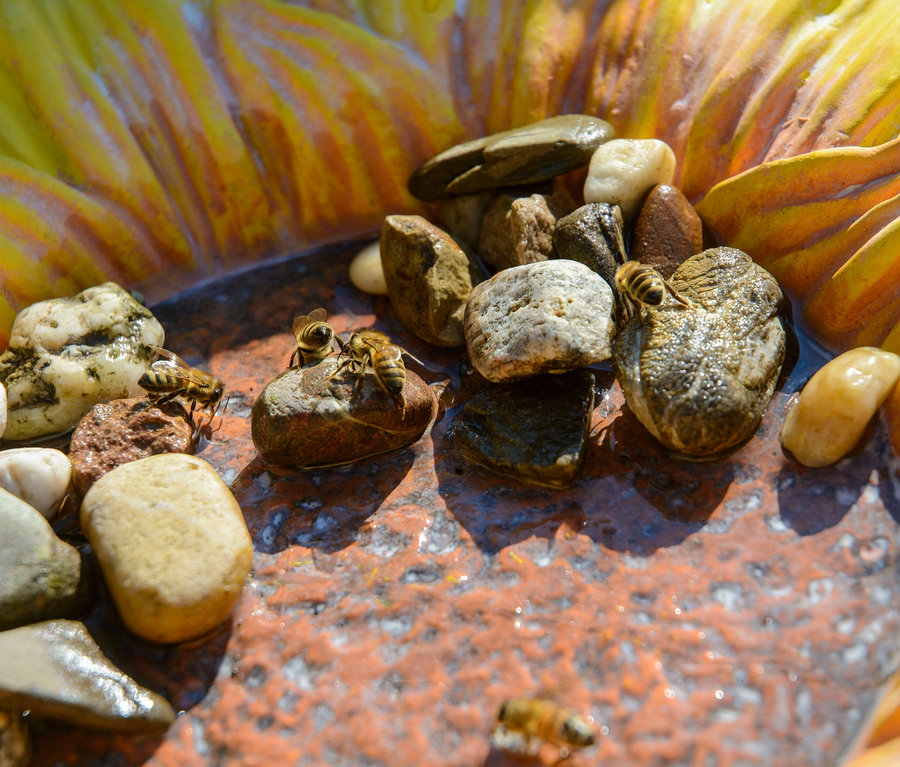 Mehrere Bienen sitzen auf Steinen in der Dobar bunten Insektentränke »Fiore«.