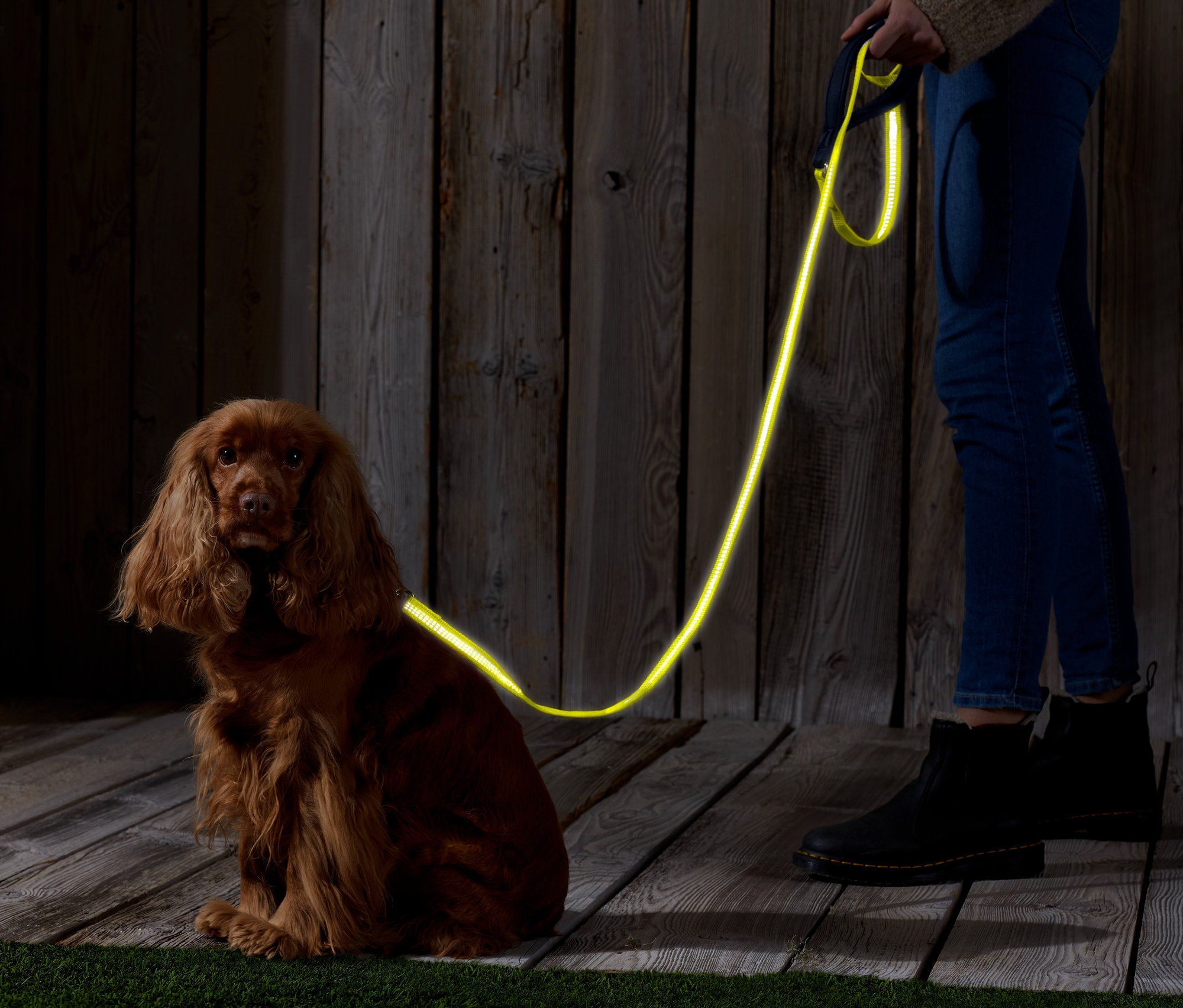 Ein brauner Cocker Spaniel sitzt neben einer Person, die eine Hundeleine mit Reflektoren hält.