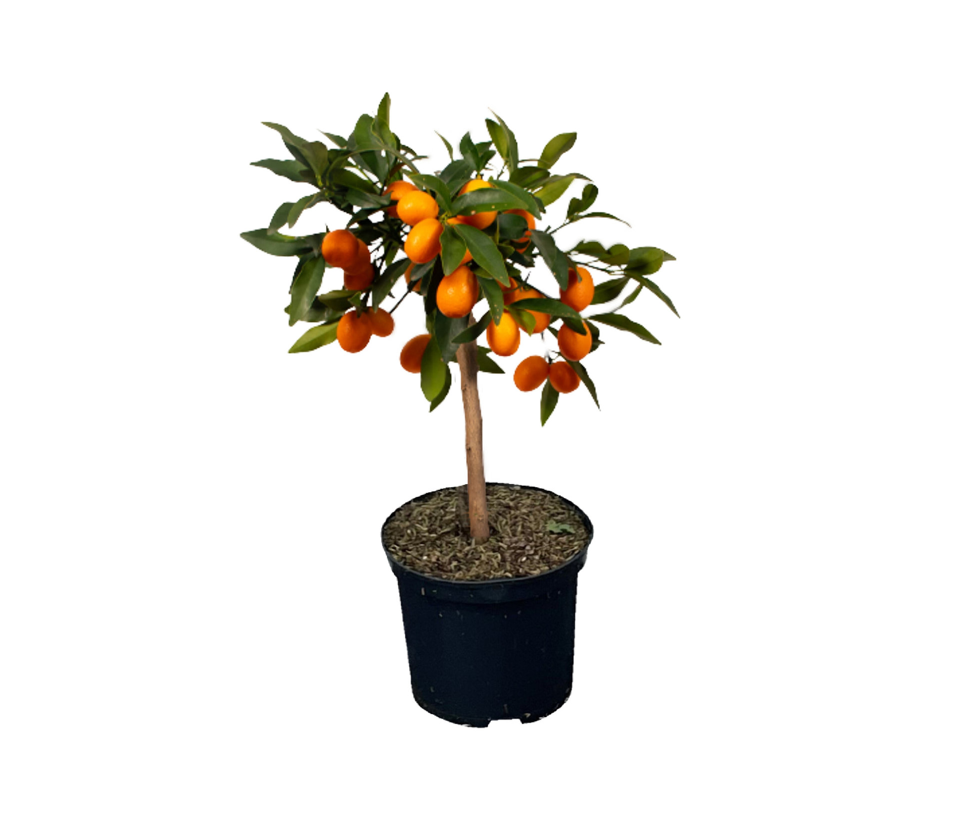 Kumquatbaum - orange - orange