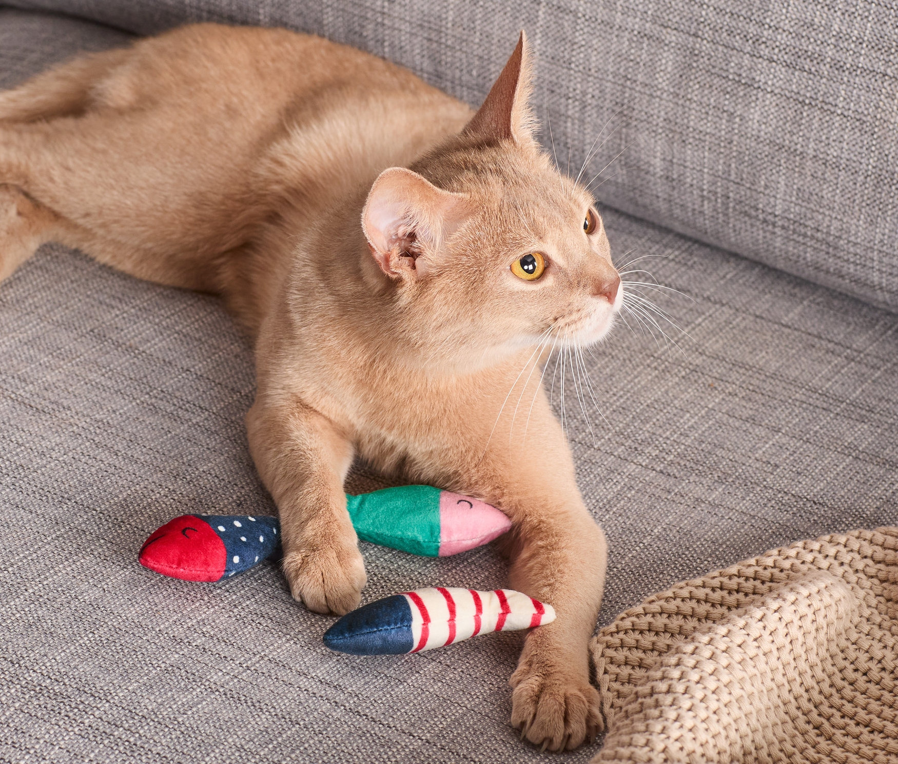 Eine orangefarbene Katze liegt auf einem grauen Sofa neben drei Katzenspielzeug »Fische«.