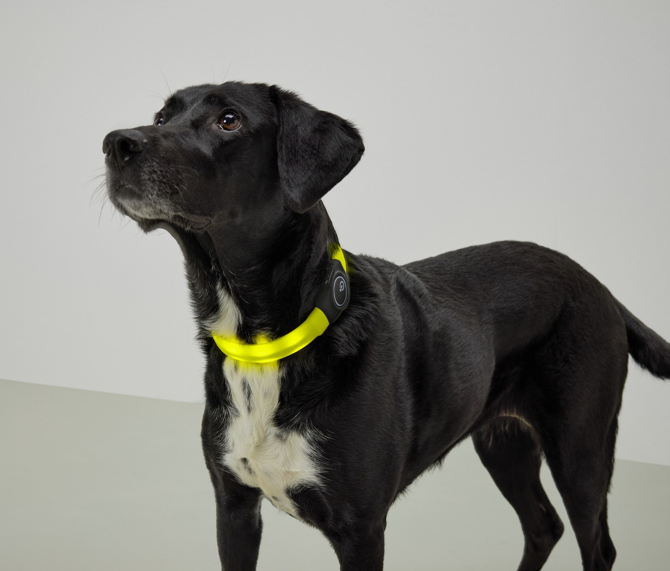 Schwarzer Hund mit weißer Brust und gelbem Halsband schaut nach oben.