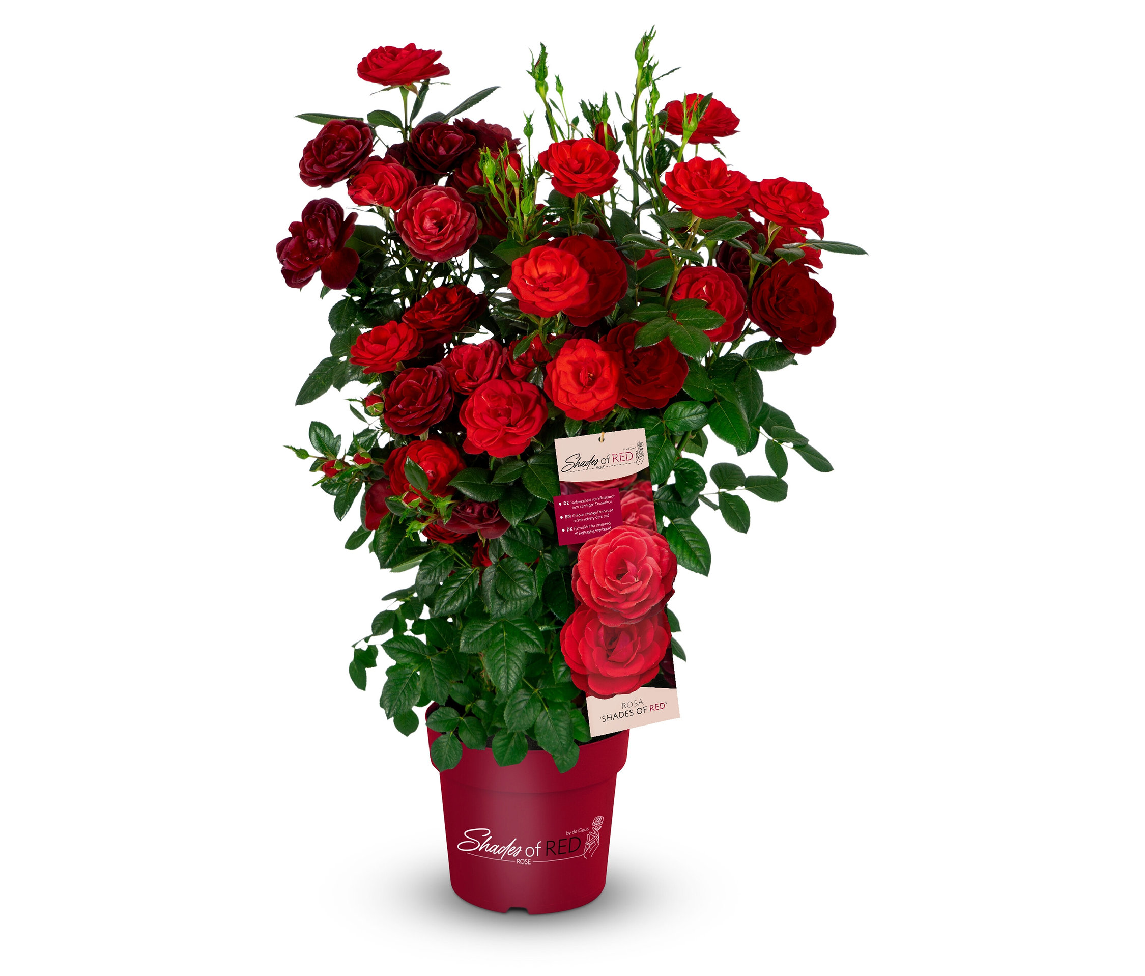 Rose »Shades of Red« - rot - rot