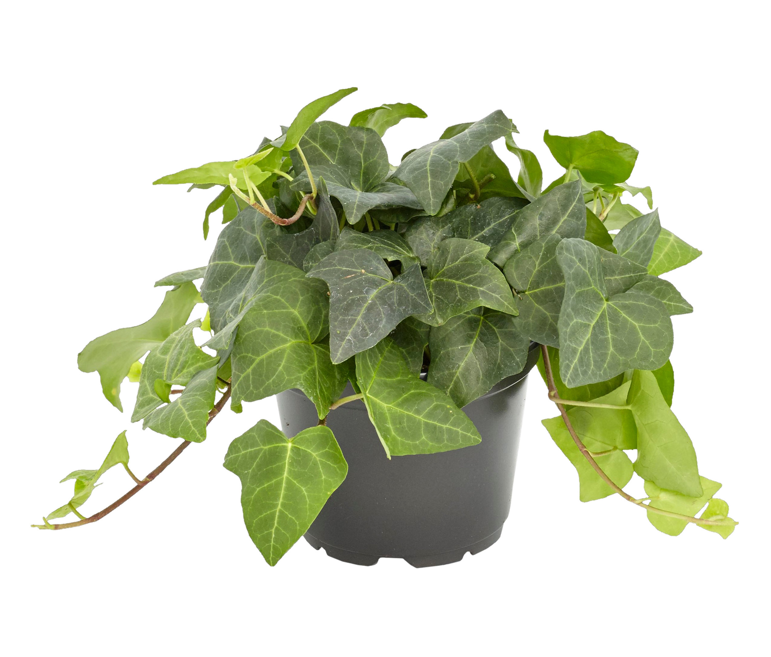 Grüner Efeu im schwarzen Blumentopf, Herbststauden-Set »Bunter Herbst«.