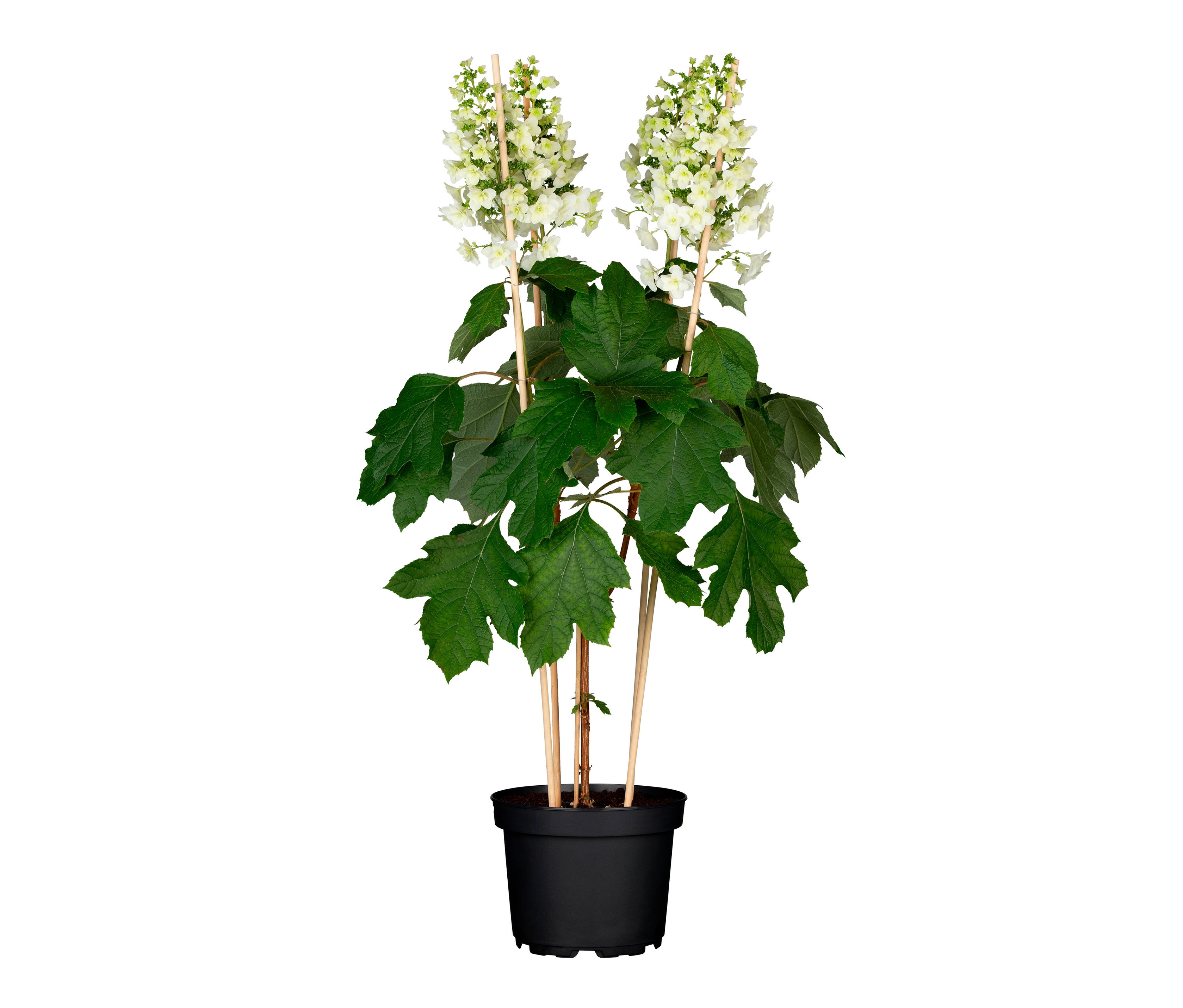 Blühender Eichenblatt-Hortensien-Strauch in einem schwarzen Topf.