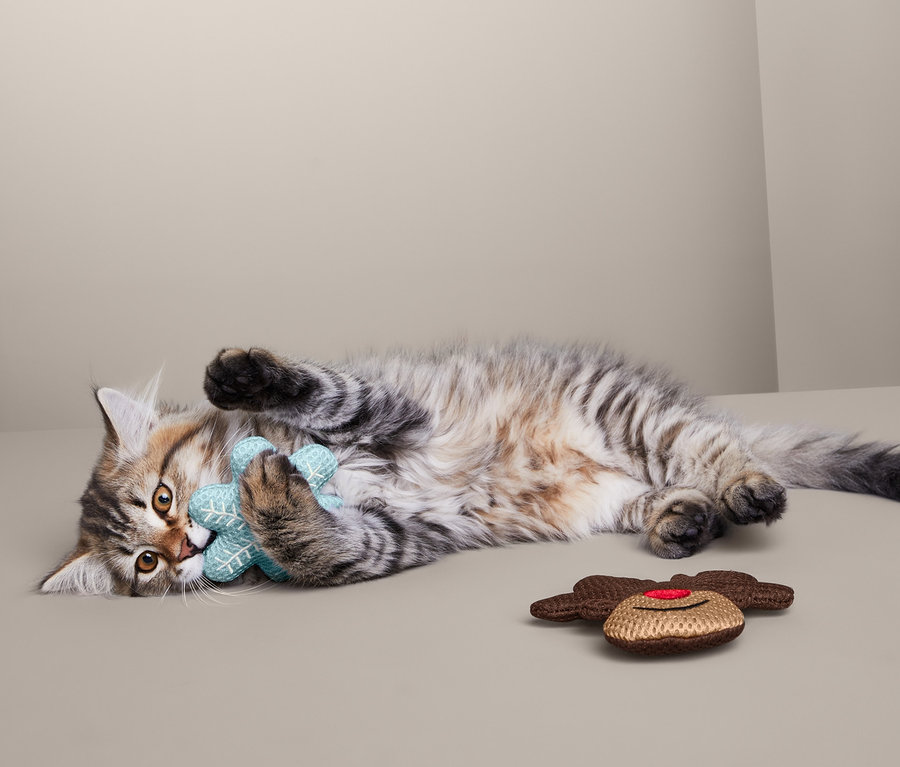 Kätzchen liegt auf der Seite und spielt mit einem blauen Katzen-Spielzeug.