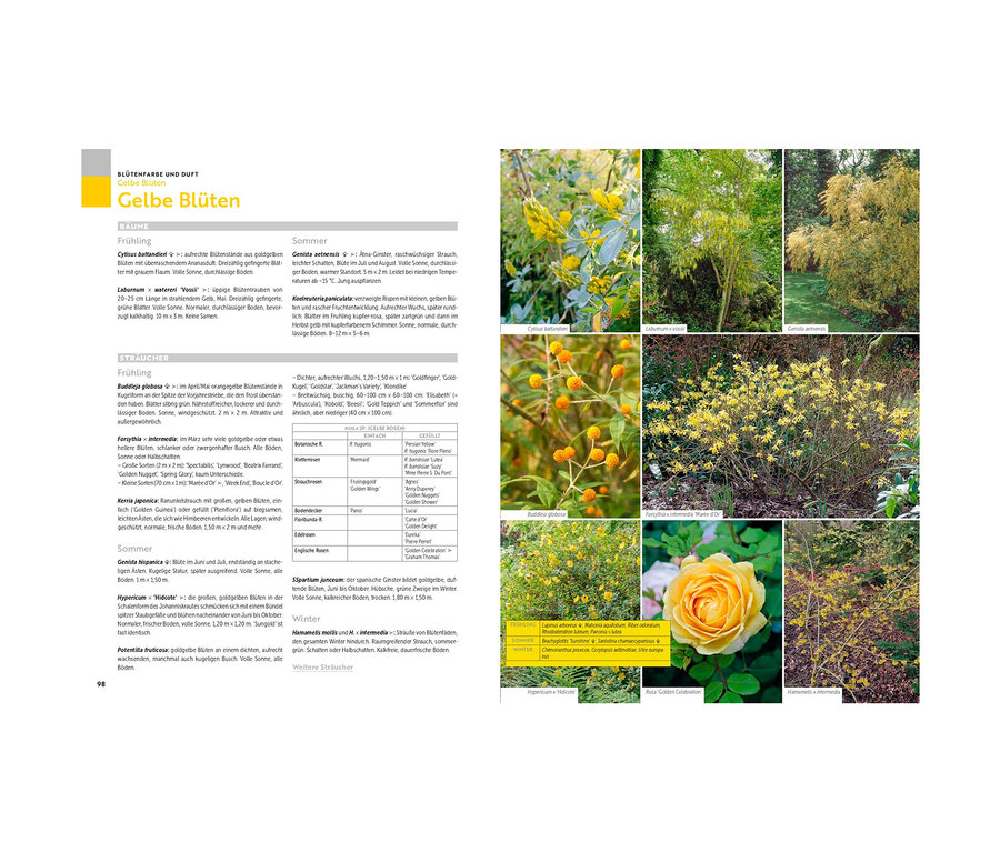 Das Bild zeigt gelbe Blüten verschiedener Pflanzen, darunter Cytisus battandieri, Laburnum watereri 'Vossii' und Forsythia x intermedia. Außerdem ist das Buch »Was wächst wo?« zu sehen.
