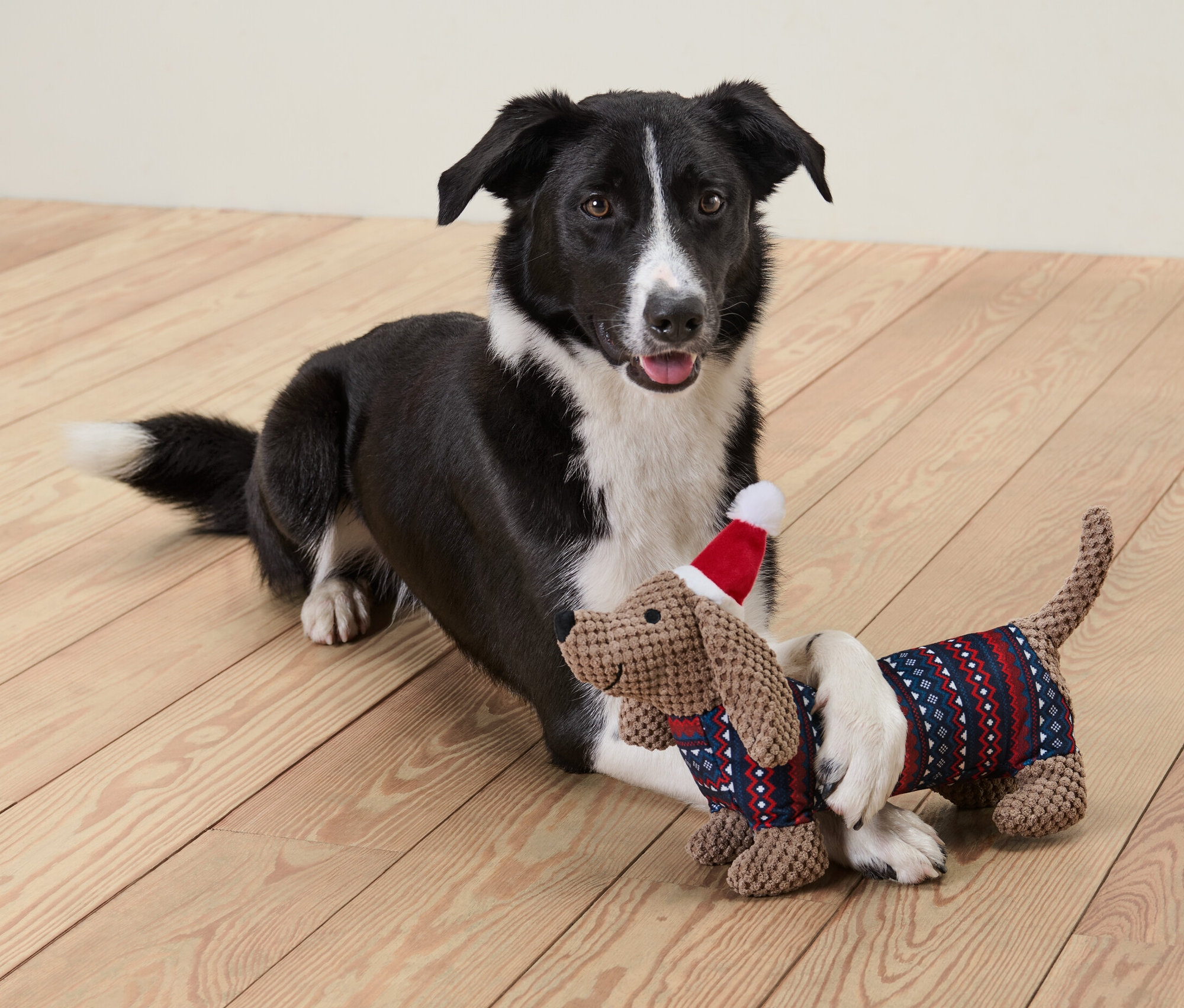 Schwarzweißer Hund liegt mit Dackel Hunde-Plüschspielzeug mit roter Mütze auf Holzboden.