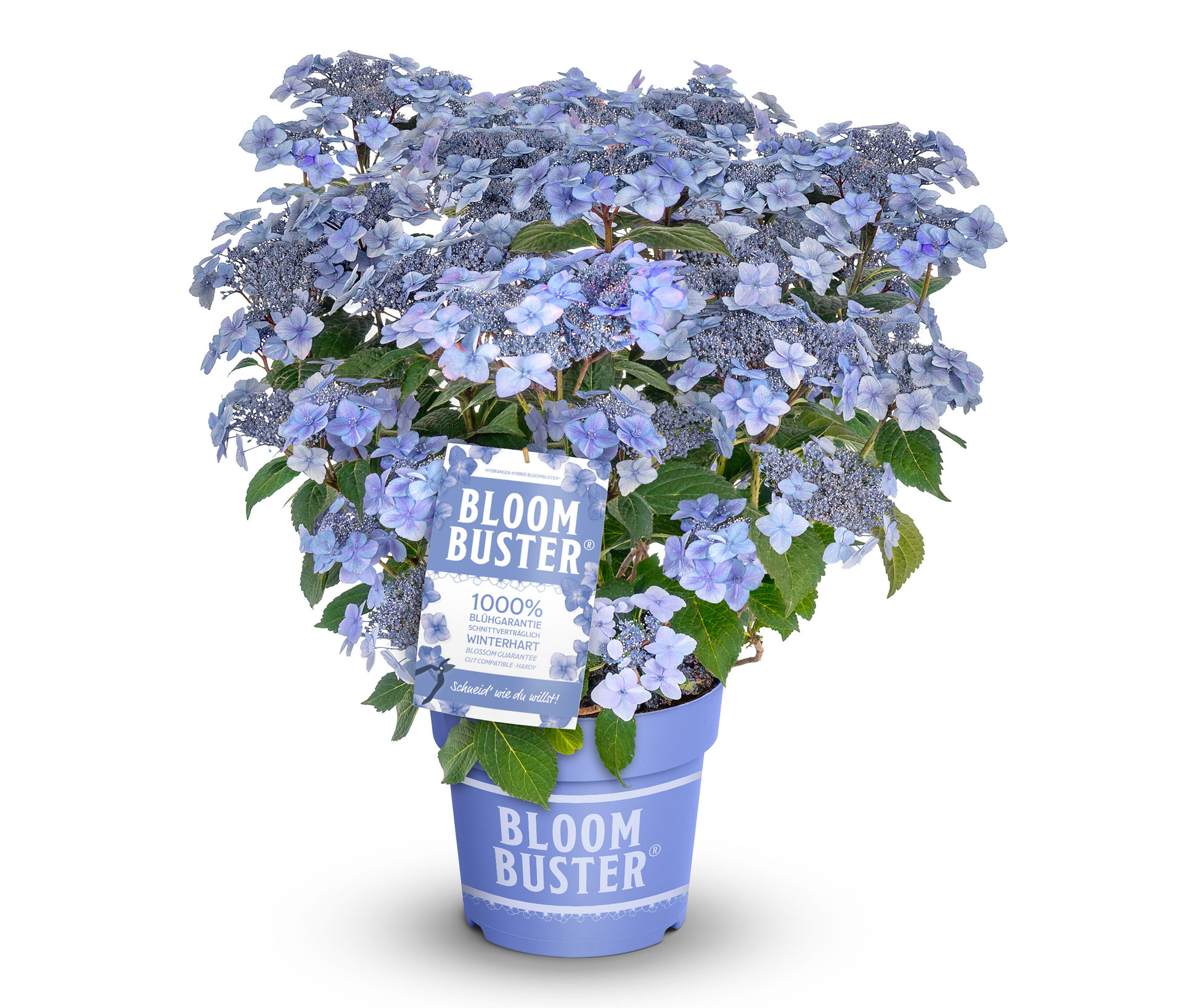 Rispenhortensie »Bloombuster blau« - blau - blau