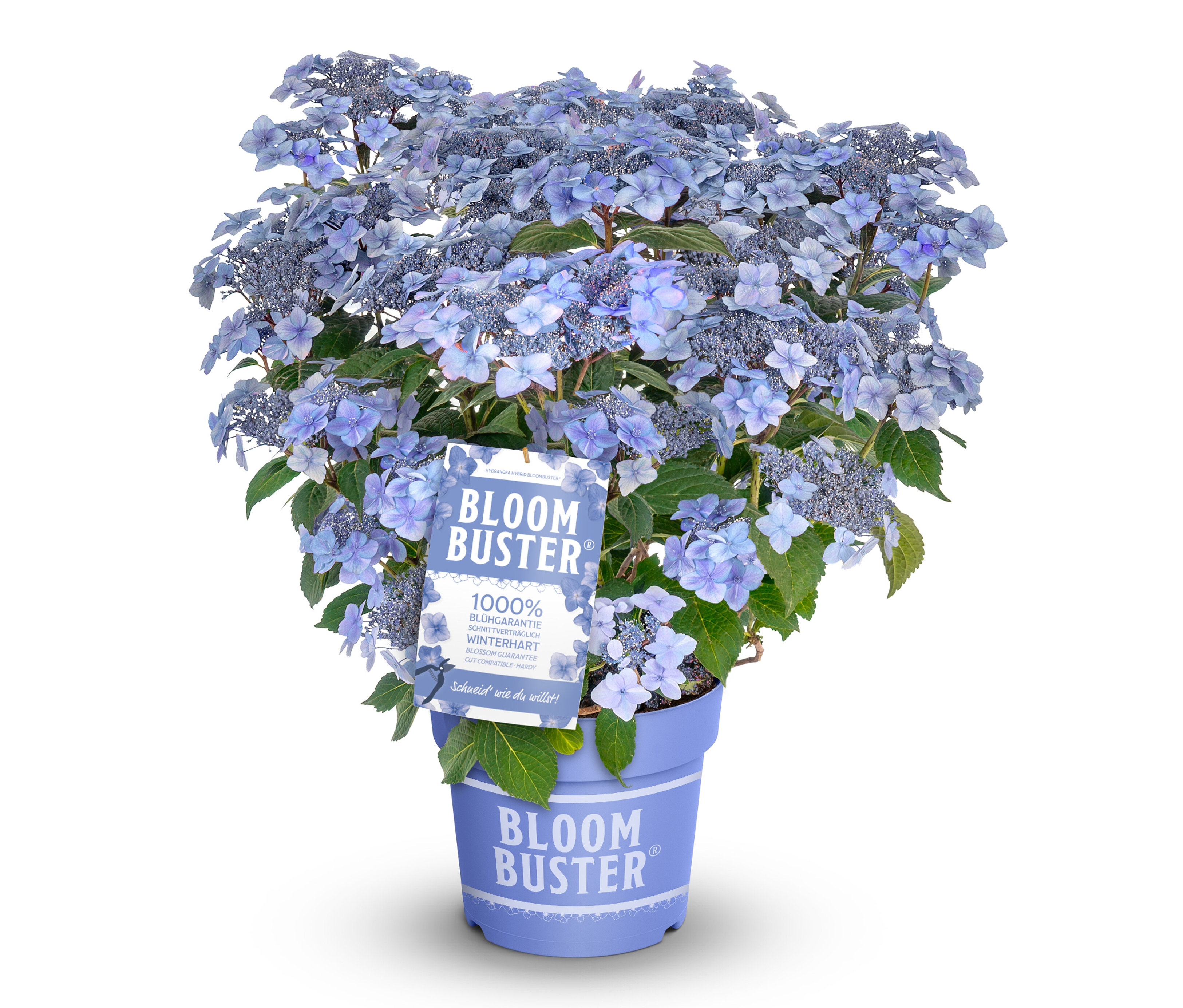 Blaue Rispenhortensie »Bloombuster« im Topf.