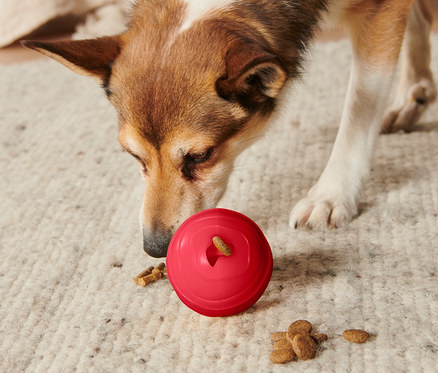 Hund schnüffelt an einem roten Hundespielzeug »Snackball« auf einem Teppich.