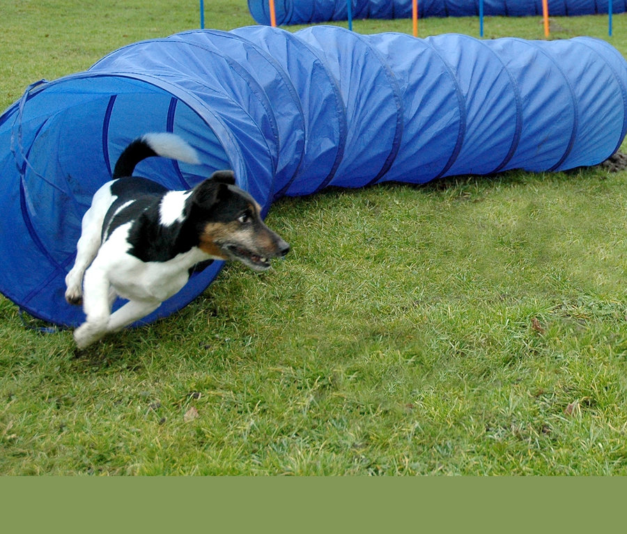 Ein Hund läuft durch einen blauen Agility-Tunnel, ein dobar Agility-Tunnel, ca. 50 x 300 cm.