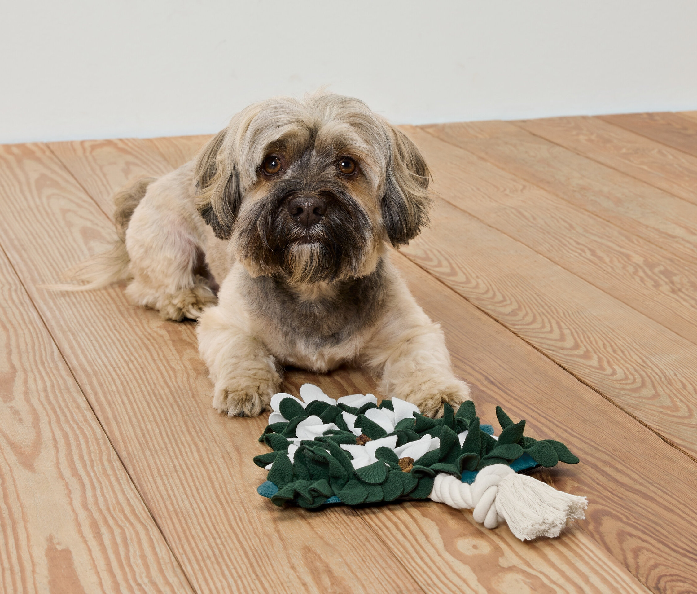 Ein Hund liegt mit einem Stoffspielzeug auf einem Holzboden.