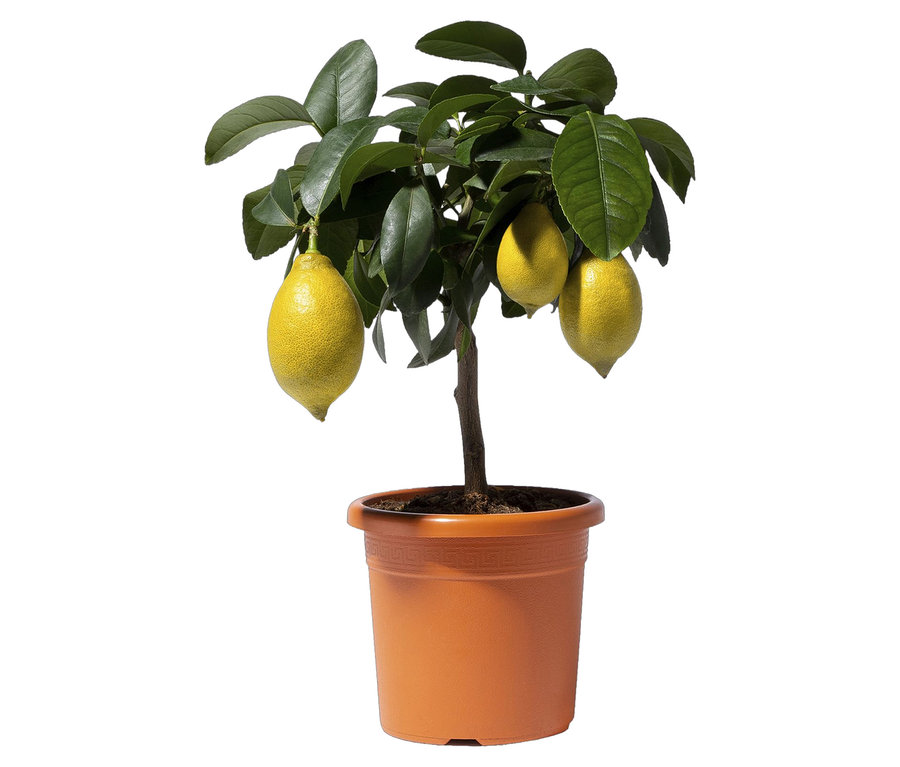 Zitronenbaum in einem orangefarbenen Topf mit drei Zitronen.