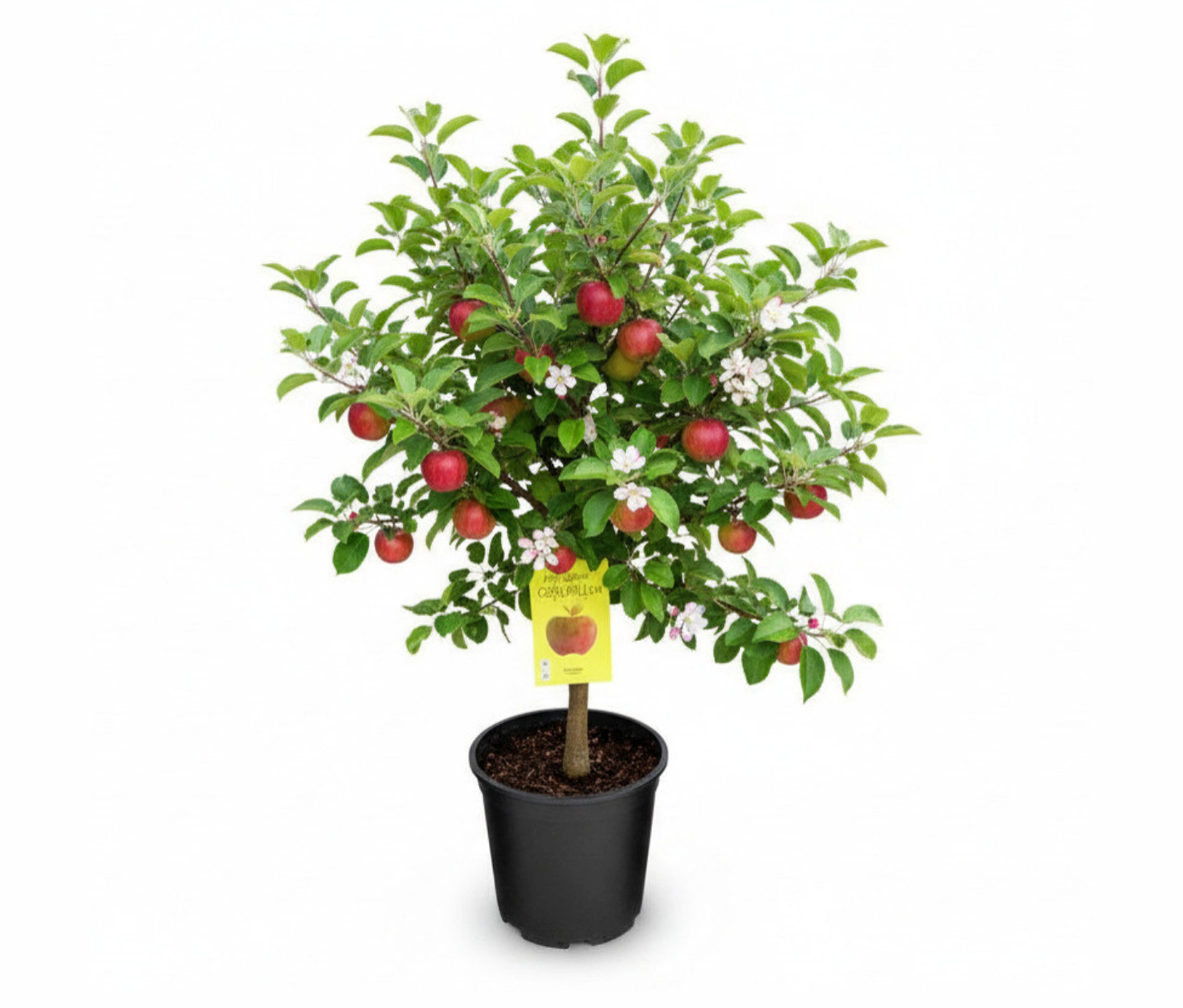 Terrassenobst - grün - grün