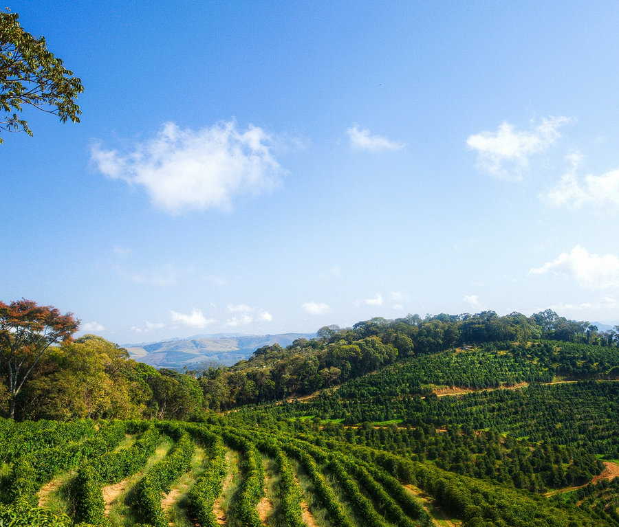 Eine weite Kaffeeplantage auf sanften Hügeln unter blauem Himmel mit vereinzelten weißen Wolken. Grüne Kaffeepflanzenreihen erstrecken sich über die Landschaft, begrenzt von dichten Bäumen.