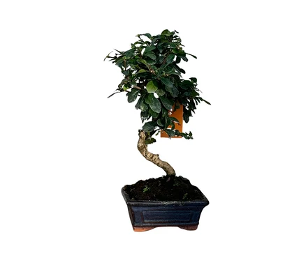 Ein 6 Jahre alter Bonsai »Carmona microphylla – Funkienteebaum« mit gewundenem Stamm und dunkelgrünen Blättern in einem dunkelblauen, rechteckigen Topf, mit einem orangen Etikett an einem Ast.