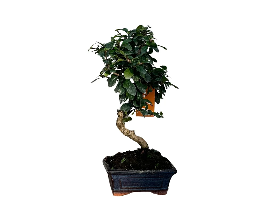 Ein 6 Jahre alter Bonsai »Carmona microphylla – Funkienteebaum« mit gewundenem Stamm und dunkelgrünen Blättern in einem dunkelblauen, rechteckigen Topf, mit einem orangen Etikett an einem Ast.