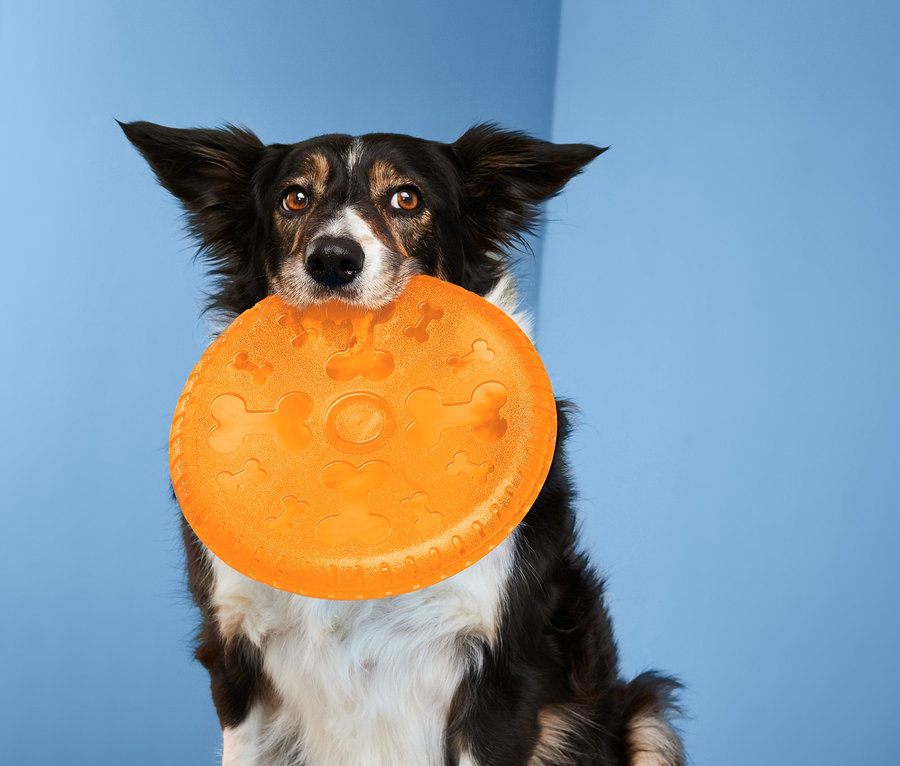 Ein Hund hält eine Hunde-Wurfscheibe im Maul.