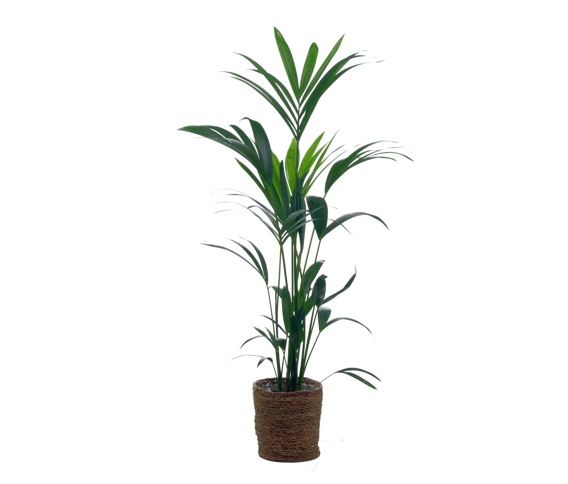Kentia-Palme mit Übertopf - grün - grün