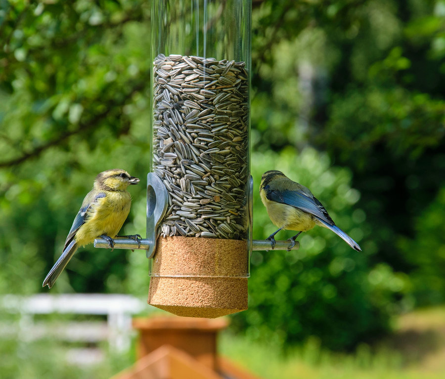 Zwei Blaumeisen sitzen an der Futtersäule »Premium-Pickbar«, die mit Sonnenblumenkernen gefüllt ist.
