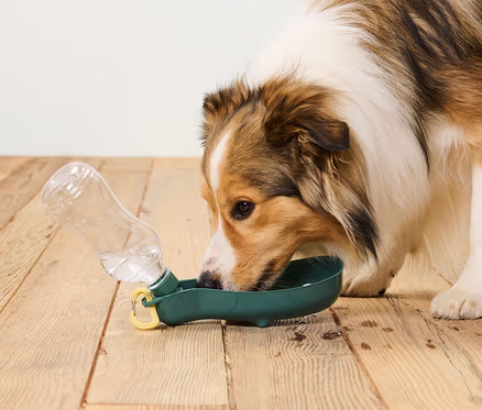 Hund trinkt aus Hunde-Trinkflasche mit integrierter Trinkschale.