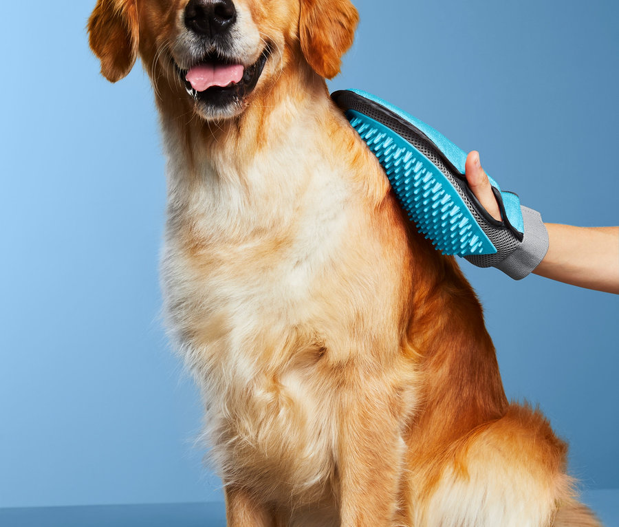 Golden Retriever sitzt, während eine Hand mit einem Fellpflege-Handschuh sein Fell bürstet.