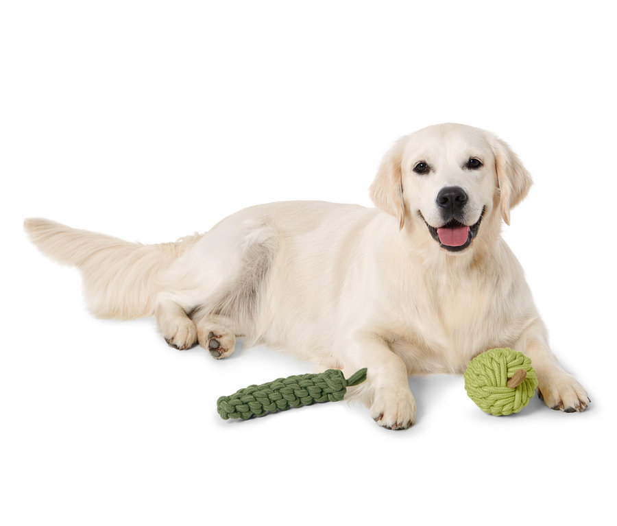 Liegender Golden Retriever mit Hundespielzeug Apfel-Zucchini.