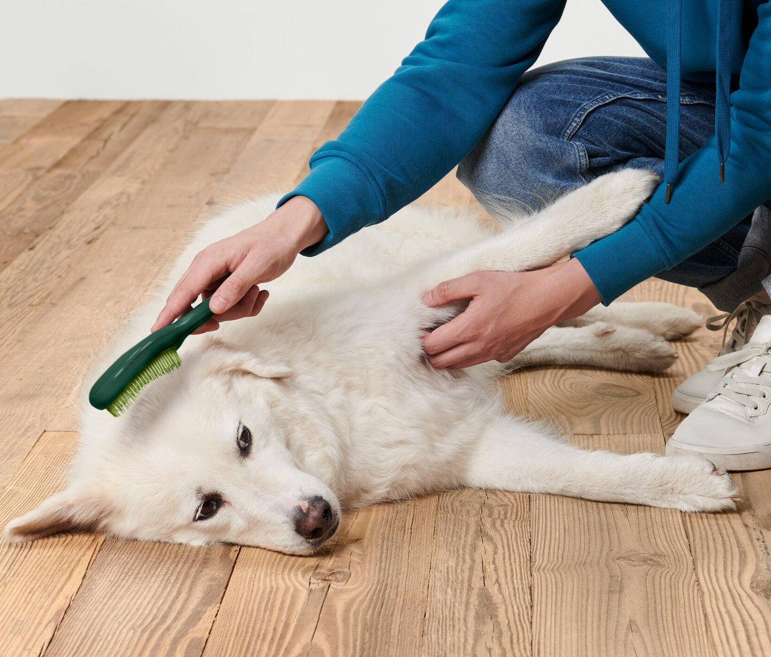 Mann bürstet mit einer Tier-Fellbürste einen weißen Hund, der auf einem Holzboden liegt.