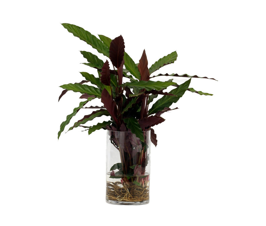 Water Plant »Calathea Rufibarba« in einer transparenten Glasvase.