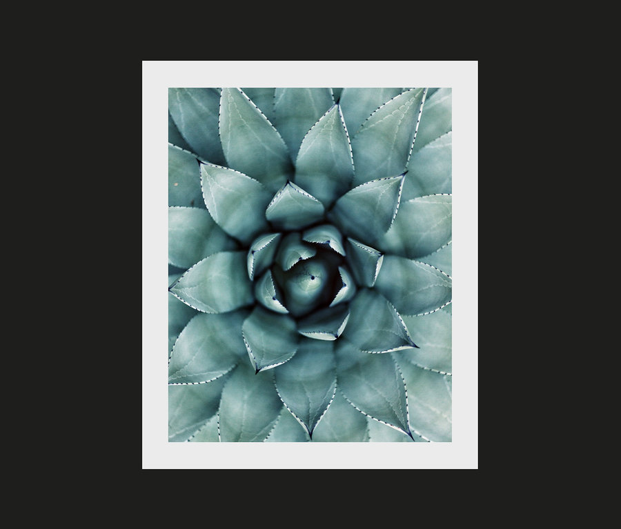 Nahaufnahme einer blaugrünen Agave Pflanze im Rahmenbild »Agave Plant«, 30 x 40cm.