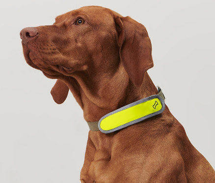 Ein brauner Hund trägt ein Hunde-LED-Leuchtband um den Hals.