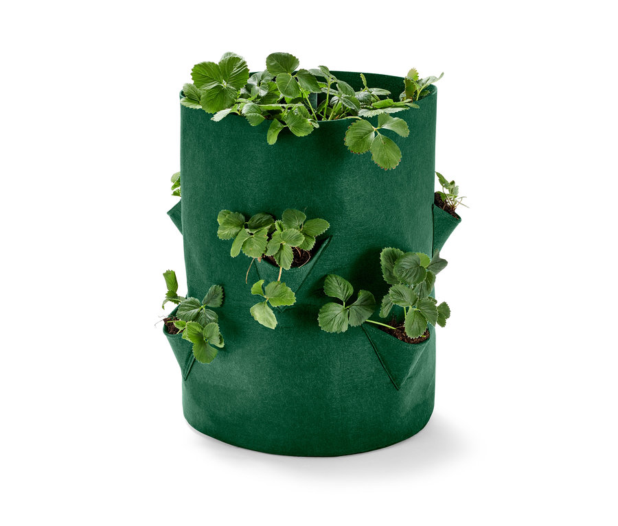 Grüne Erdbeeren-Pflanztasche mit Pflanzen.