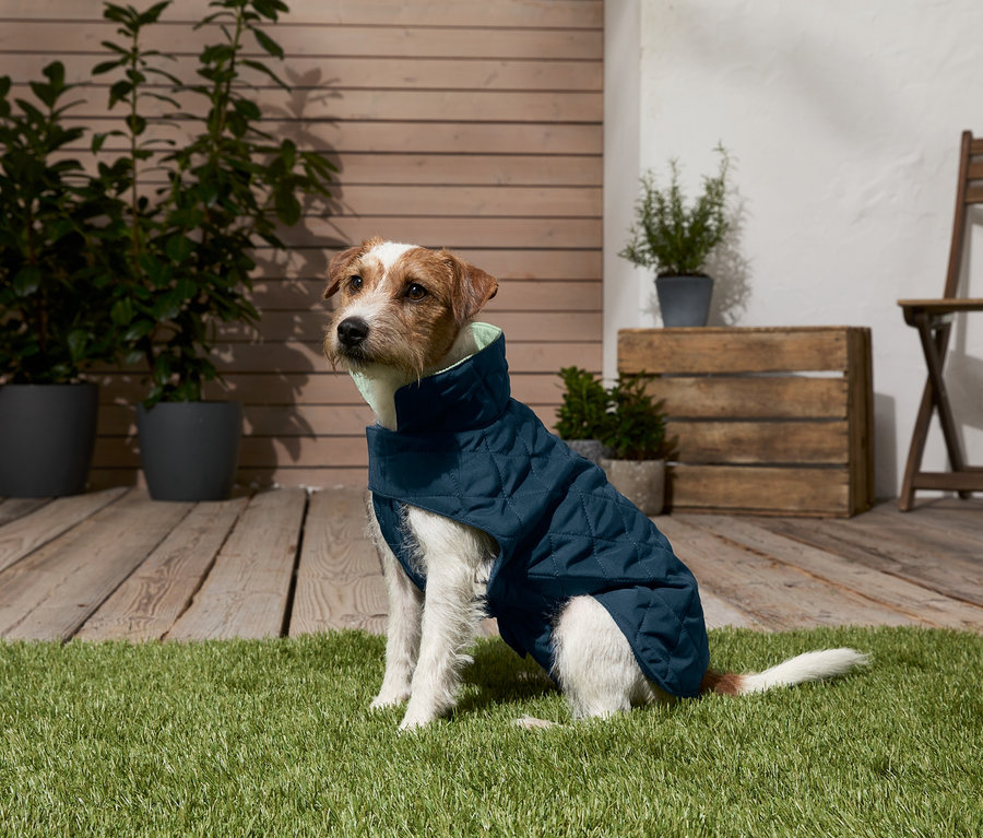 Jack Russell Terrier sitzt auf Rasen und trägt einen Hundemantel.