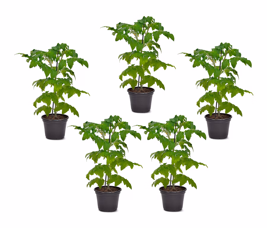 Fünf Tomatenpflanzen, 5er-Set und Datteltomaten, 5er-Set in schwarzen Töpfen.