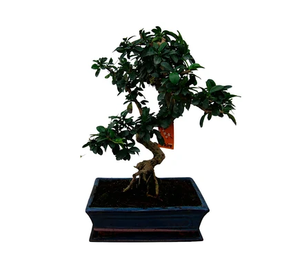 Bonsai Carmona microphylla – Funkienteebaum, 10 Jahre mit dunkelgrünen Blättern und knorrigem Stamm in einem rechteckigen blauen Topf, mit einem orangefarbenen Etikett an einem Ast.