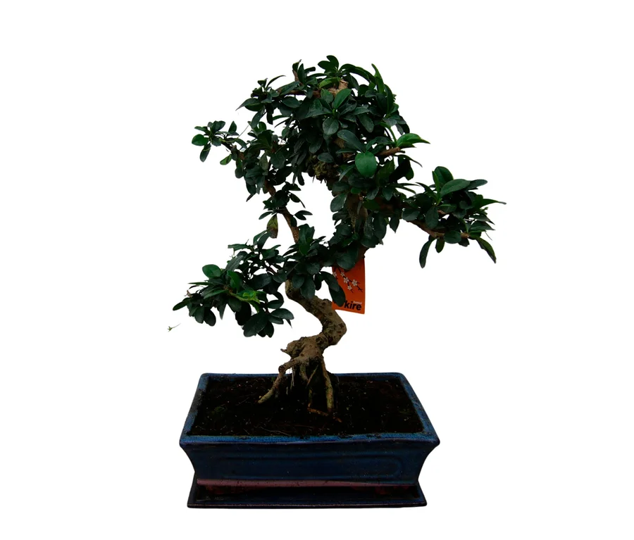 Bonsai Carmona microphylla – Funkienteebaum, 10 Jahre mit dunkelgrünen Blättern und knorrigem Stamm in einem rechteckigen blauen Topf, mit einem orangefarbenen Etikett an einem Ast.