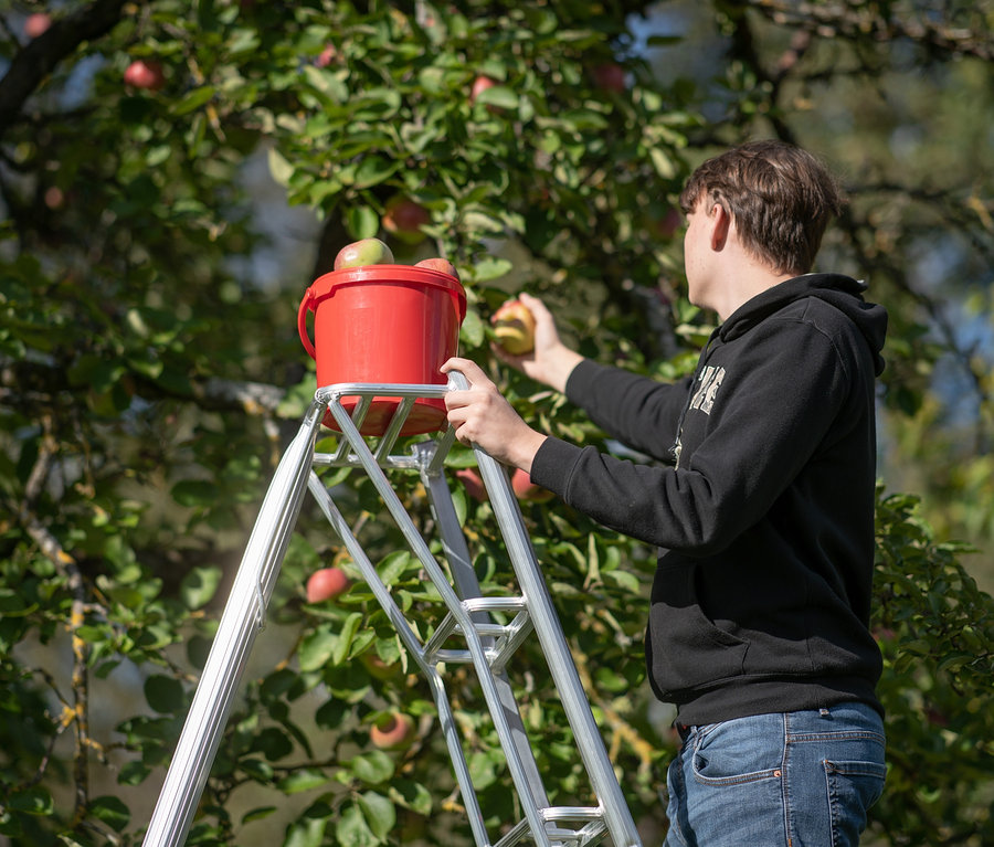 Mann erntet Äpfel von einem Baum mit Niwaki-3-Holm-Gartenleiter »GSCS-270« und »GSCS-330« und einem roten Eimer.