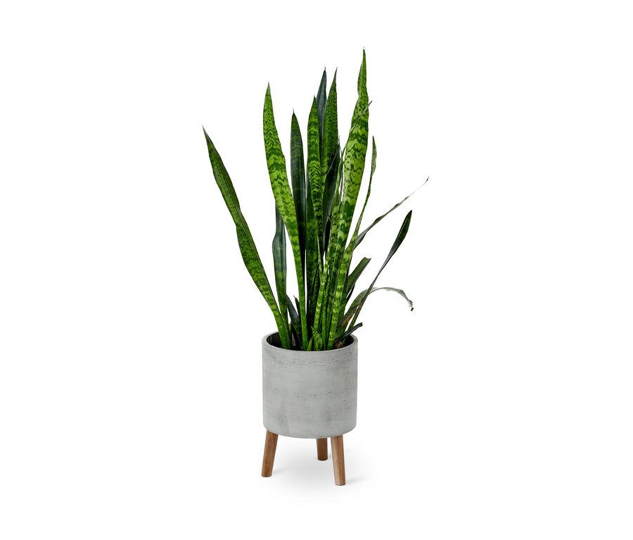 Grüne Pflanze in einem Pflanztopf in Betonoptik mit Holzbeinen.