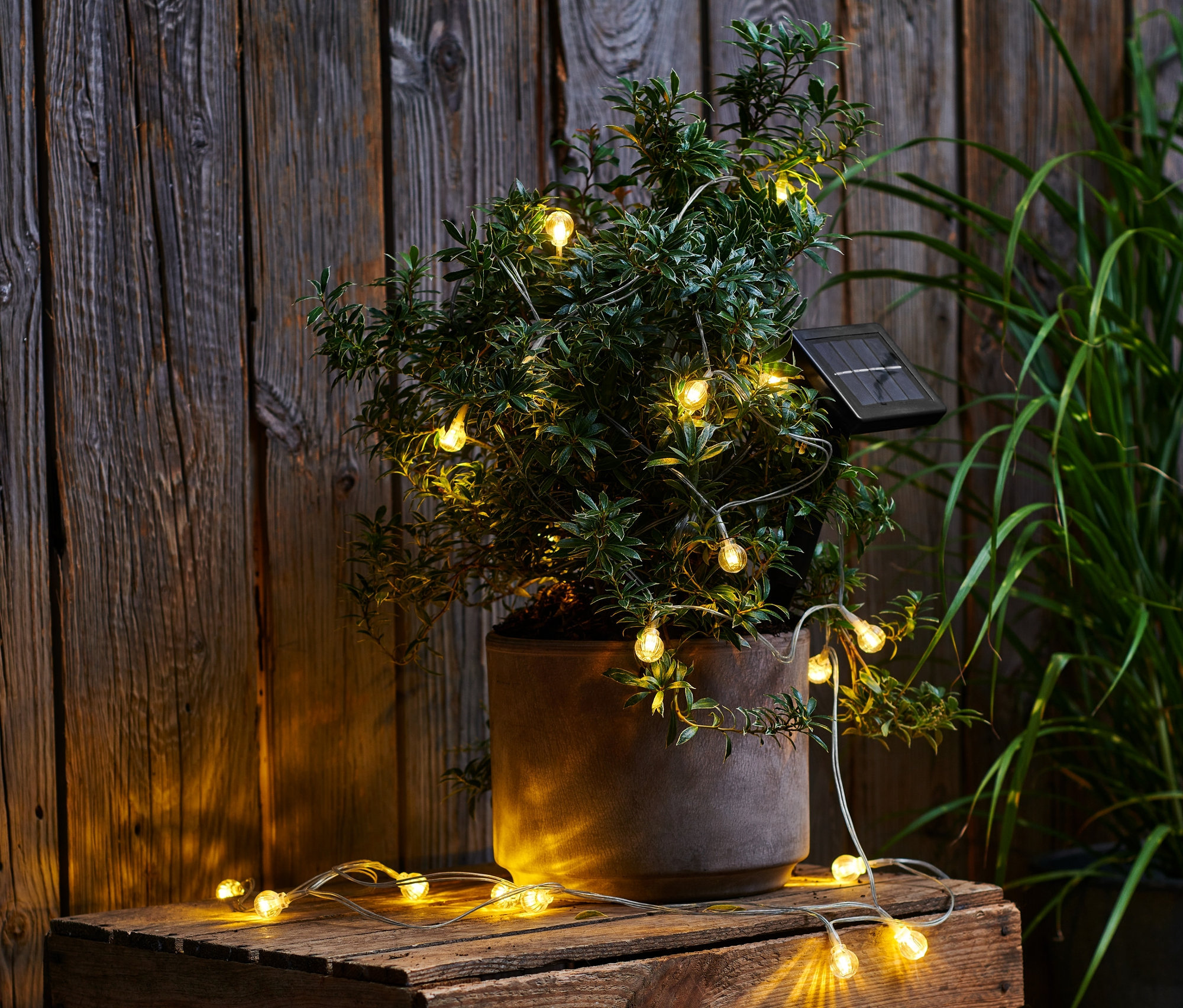 Solar-Lichterkette um eine Topfpflanze auf einer Holzkiste gewickelt.