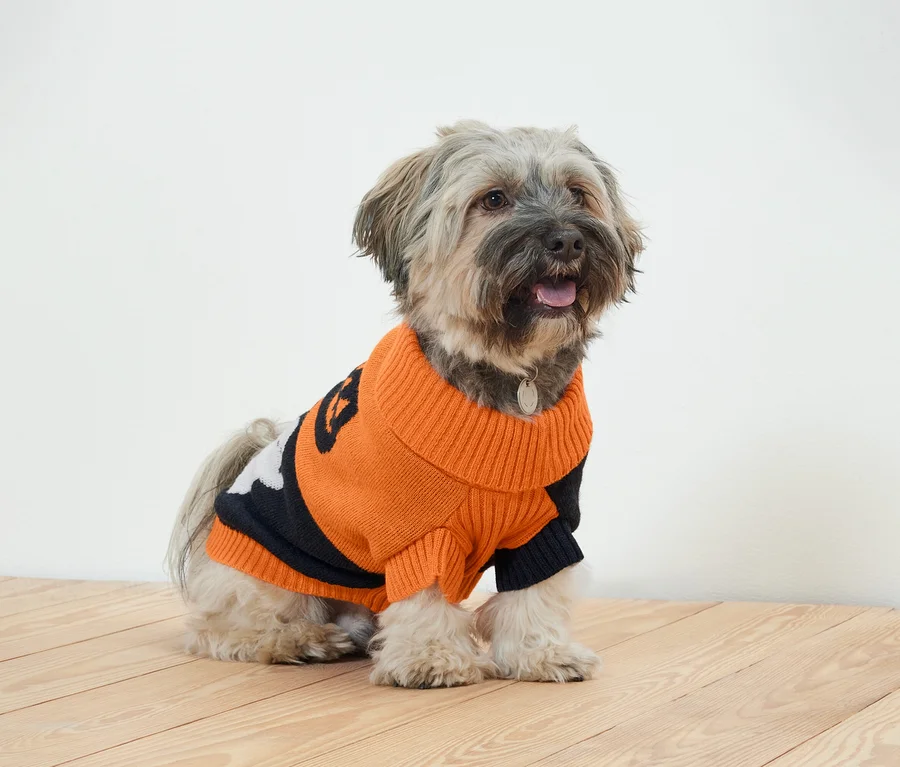 Mittelgroßer Hund sitzt auf einem Holzboden und trägt einen orange-schwarzen Pullover.
