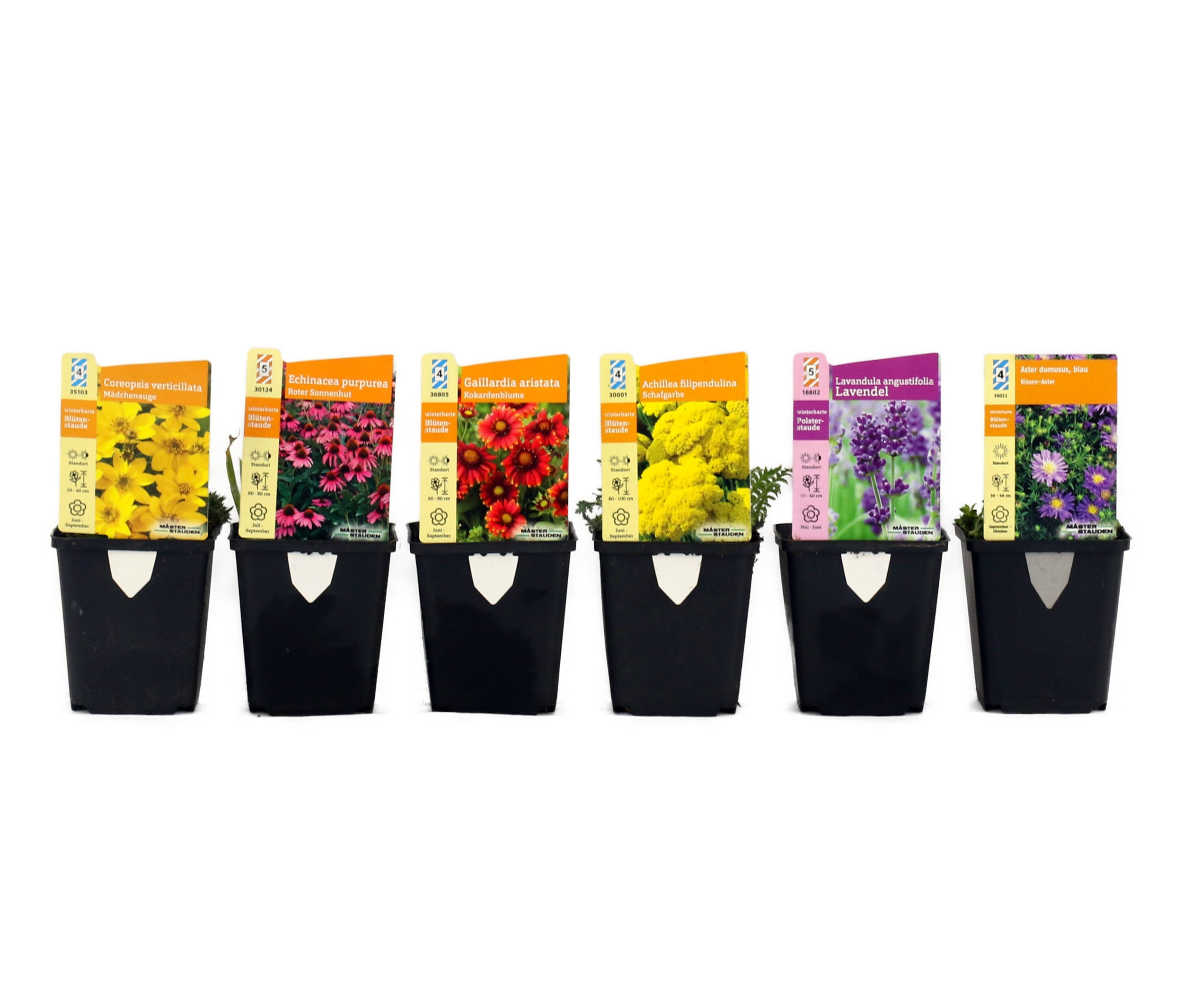 Bienenstaudenmix - lila - lila