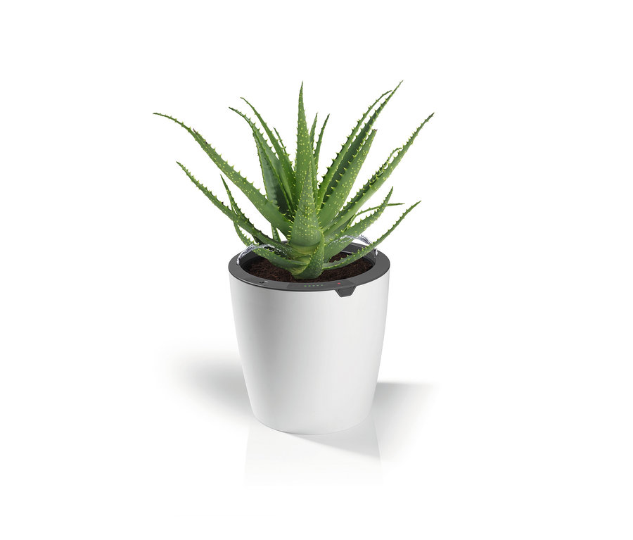 Aloe Vera in einem weißen LAZY-LEAF-Blumentopf, selbstgießend.