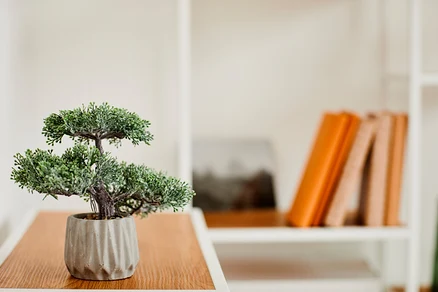 Bonsai | Das Blumenlexikon von Tchibo