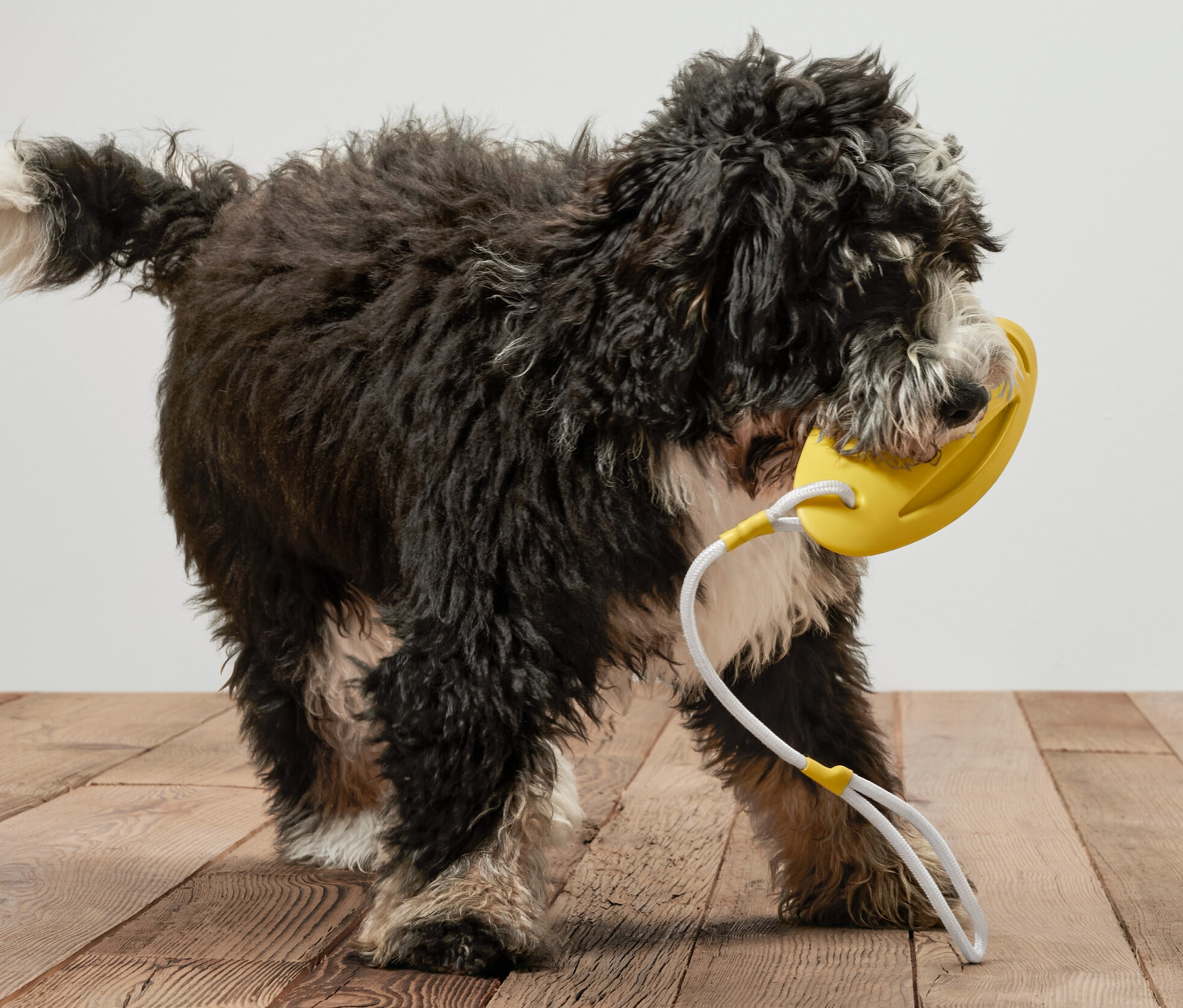 Ein schwarzer Hund hält ein gelbes Hunde-Wurf-und-Wasserspielzeug im Maul.